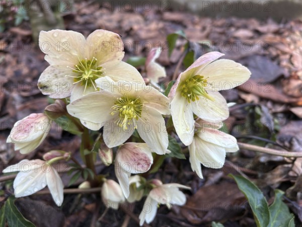 Christmas rose (Helleborus niger), blossom, blossoming, blooming, botany, foliage, spring, early