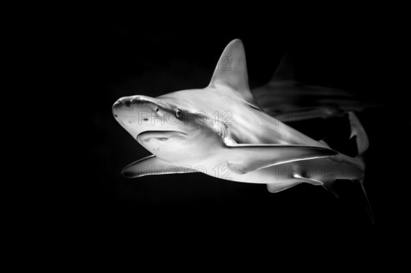 Shark in black and white