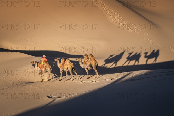 Camel's shadow