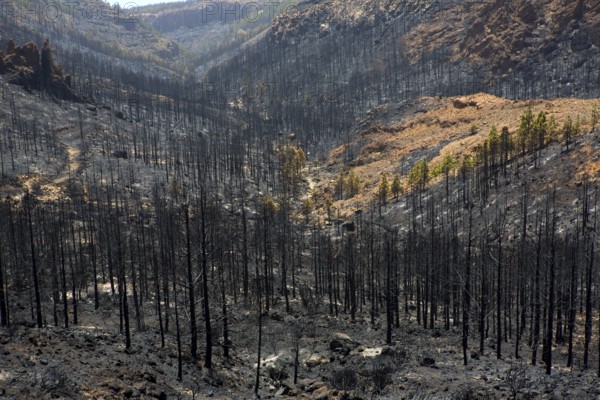 Black ashes of canary pine after forest fire at Teide National park in summer 2012