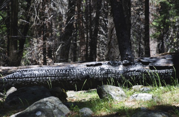 Croc, World Heritage Site 1984, Yosemite National park, California, USA United States of America