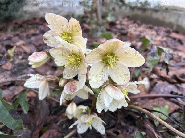 Christmas rose (Helleborus niger), blossom, blossoming, botany, foliage, spring, early bloomer,