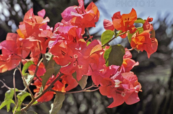 Bougainvillea, Bougainvillea, Bali, Indonesia, Asia