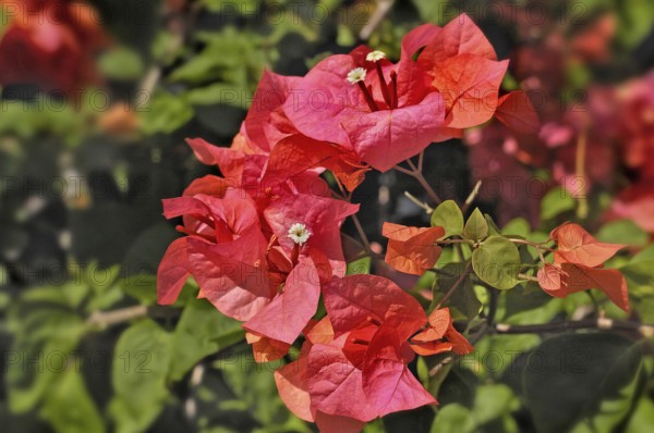 Bougainenville flowers (Bougainvillea), Bali, Indonesia, Asia