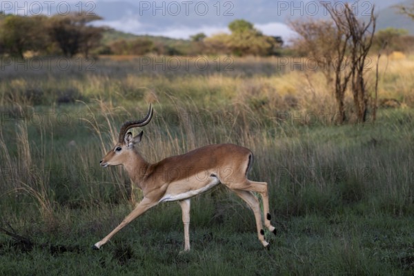 Male Black Heeler Antelope or Impala (Aepyceros melampus) Qwabi Private Game Reserve, Biosphere