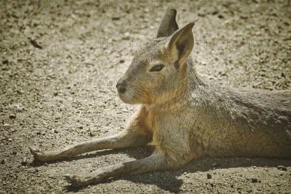 Portrait of Patagonian Mara (Dolichotis patagonum) Bulgaria