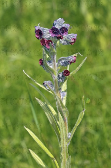 Cynoglossum officinale, Houndstongue, Cynoglossum officinale