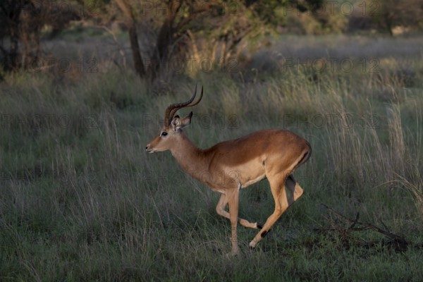 Male Black Heeler Antelope or Impala (Aepyceros melampus) Qwabi Private Game Reserve, Biosphere