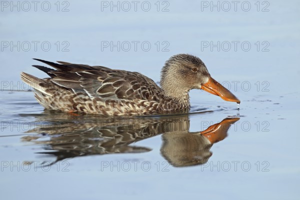 Shoveler, Spatula clypeata, female