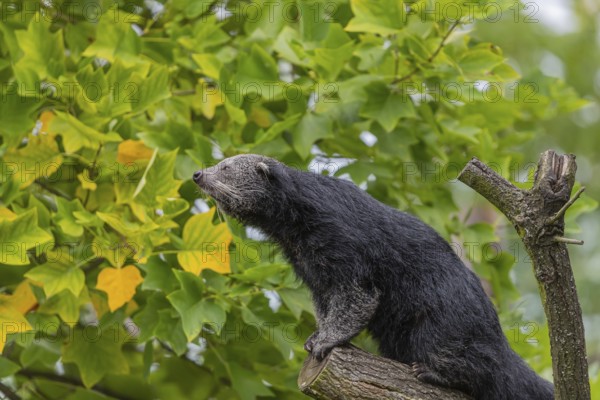 One binturong (Arctictis binturong), or bearcat balancing over branches framed by green leafs