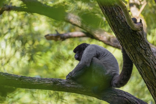 A common woolly monkey, brown woolly monkey, or Humboldt's woolly monkey (3) (Lagothrix