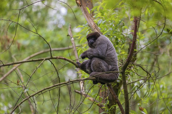 A common woolly monkey, brown woolly monkey, or Humboldt's woolly monkey (Lagothrix lagothricha)