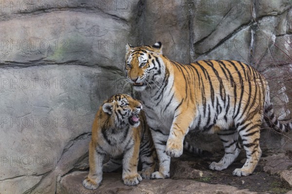 Siberian Tiger Mother with one cub, Panthera tigris altaica, playing with each other. Rock wall