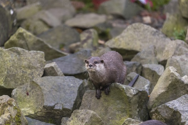 One oriental small-clawed otter or Asian small-clawed otter (Aonyx cinerea), sitting on a rock in