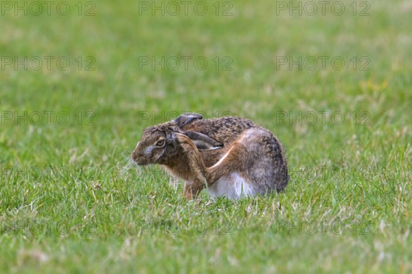 European brown hare (Lepus europaeus) scratching ear with hindfoot in field, grassland in spring