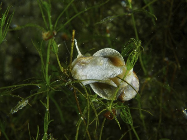 A river cover snail, Viviparus viviparus, gliding between algae and plants in the water, Wildsau
