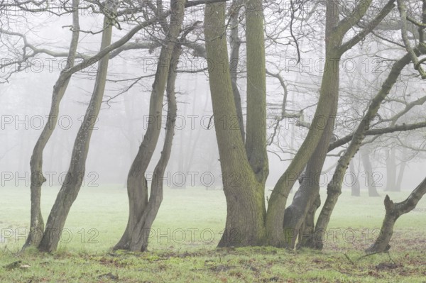 English oaks (Quercus robur) in fog, Emsland, Lower Saxony, Germany, Europe