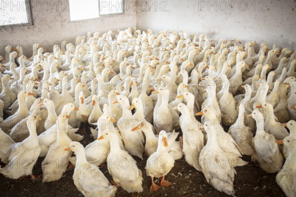 Ducks ready for slaughter at the duck breeding station Jiang Su Xiang Gui Breeding Co. Ltd, Xiang