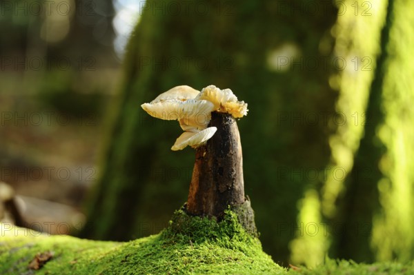 Mushrooms growing from a moss-covered tree stump in a forest with a sun-drenched environment, beech