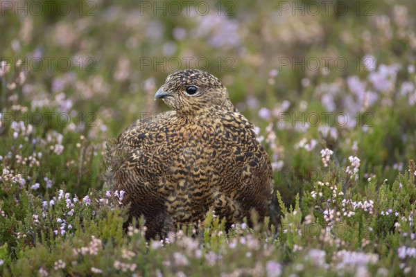 Red grouse (Lagopus lagopus scotica) adult bird in flowering moorland Heather plants in summer,