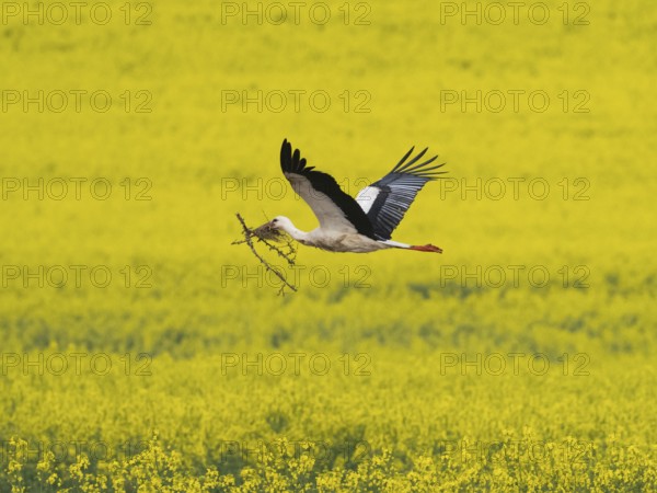 White Stork (Ciconia ciconia), male adult bird carrying nesting material in its bill, flying over a