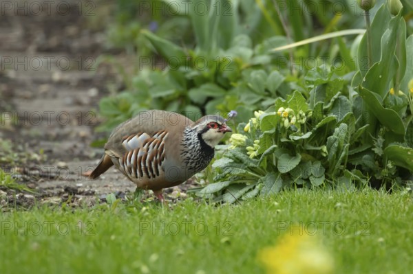 Red legged or French partridge (Alectoris rufa) adult bird on an urban garden lawn, England, United