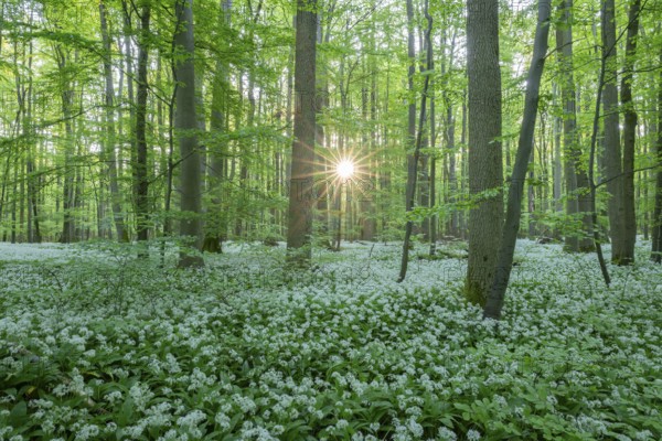 Near-natural deciduous forest with flowering wild garlic (Allium ursinum), sun star, Hainich