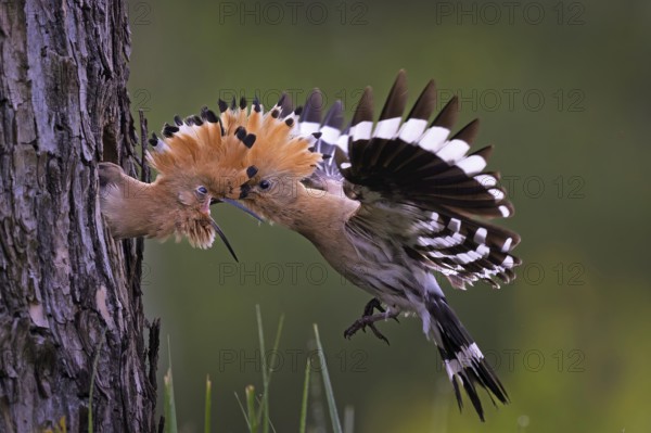 Hoopoe (Upupa epops) Bird of the Year 2022, male with a beetle as food for the young bird, feeding,
