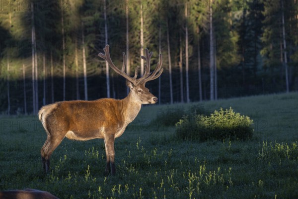 One Altai maral stag, Altai wapiti or Altai elk (Cervus canadensis sibiricus) standing on a meadow