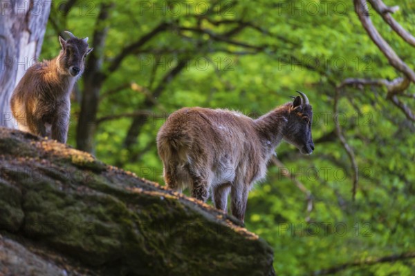 Two female Himalayan grays (Hemitragus jemlahicus) are standing on a rock in a green forest