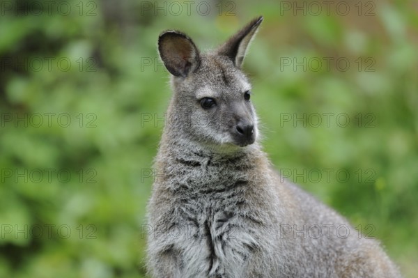 Kangaroo with attentive gaze in a green, natural habitat, red-necked wallaby (Macropus rufogriseus