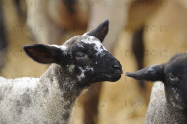 Two lambs side by side, one with a curious expression, in a pen, domestic sheep (Ovis orientalis