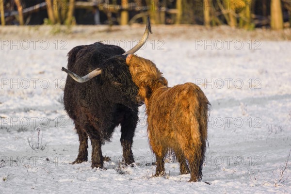 A highland cow (Bos primigenius taurus) grooms her calf on a snow-covered pasture at the edge of