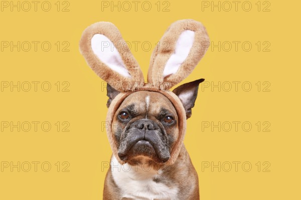 French Bulldog dog wearing Easter bunny costume ears headband on yellow background