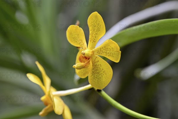 Orchid in Uncle Niyom's orchid garden, flowers, near Wat Saphan, Taling Chan district, Bangkok,