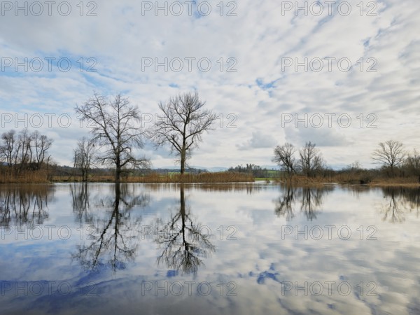 Trees standing in the flooded Lorze, Maschwanden, Canton Zurich, Switzerland, Europe