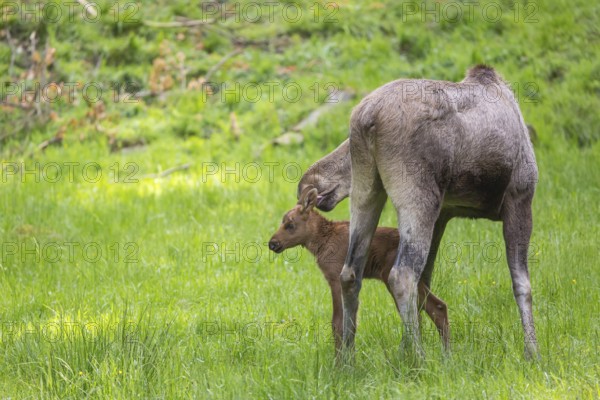 Moose (Alces alces) cow and her 10 days old calf with trees and green grass around