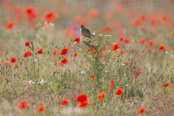Skylark (Alauda arvensis), adult bird, perched on a Ox-eye daisy plant among flowering poppies, in