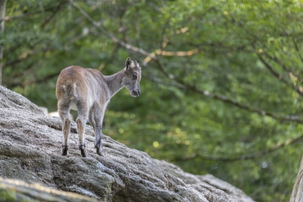 One female Himalayan Tahr (Hemitragus jemlahicus) standing on rocks in a forest. Green forest in
