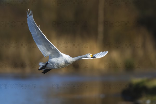 Tundra Swan, Bewick's Swan, Cygnus columbianus in flight at winter in Slimbridge, England, United