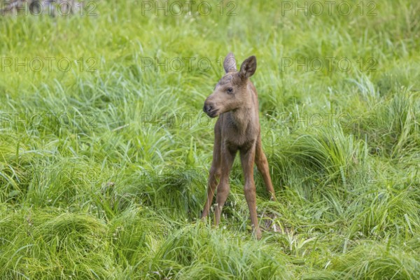 One baby moose or elk, Alces alces, (19 days old, born May 8, 2020 standing on a meadow with tall
