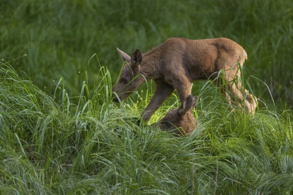 Two baby moose or elk, Alces alces, (19 days old, born May 8, 2020 on a meadow with tall fresh