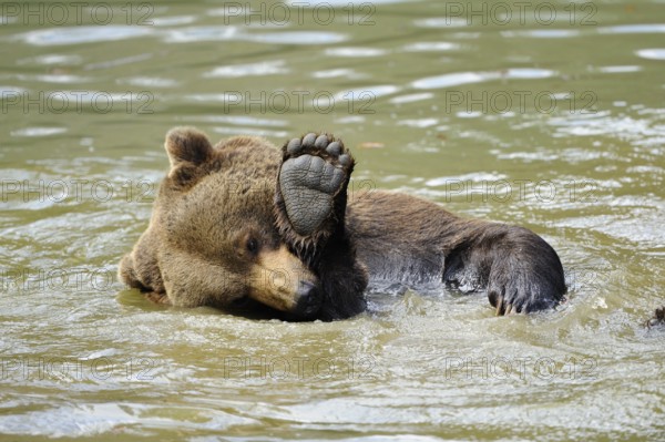 A brown bear lying in the water with one paw casually raised, Eurasian brown bear (Ursus arctos