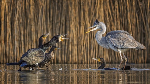 Cormorant (Phalacrocorax carbo) interacting with grey heron (Ardea cinerea), foraging, predators,