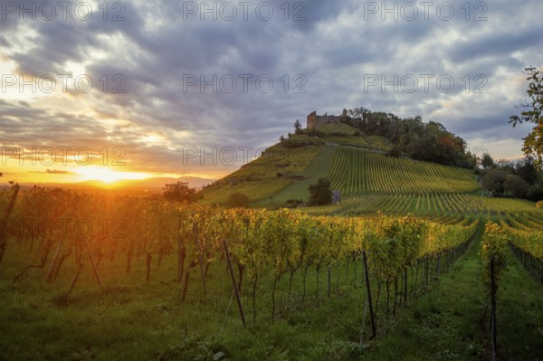 Hilly landscape and castle with vineyards in autumn, sunset, Staufen, Markgräflerland, Black