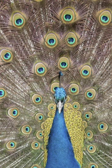 Indian peafowl or Peacock (Pavo cristatus) adult male bird displaying showing its tail feathers,