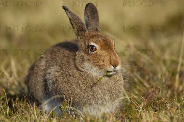 Mountain hare (Lepus timidus) adult animal in its summer coat on a hillside feeding on a Heather