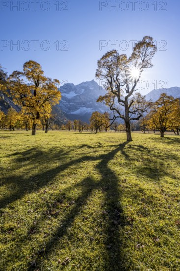 Sycamore maple with autumnal yellow foliage and sun star, large maple base in autumn, rocky