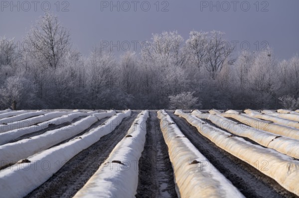 White foil prevents purple and green asparagus heads, controls start of harvest, asparagus field,