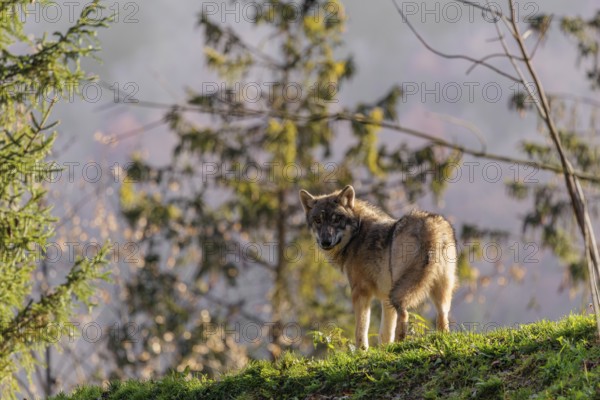 A male grey wolf (Canis lupus lupus) stands on the rim of a hill in backlit condition